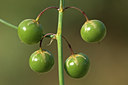 BUITEN BEELD Foto: 46123