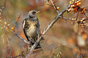 BUITEN BEELD Foto: 46178