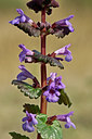 BUITEN BEELD Foto: 46220