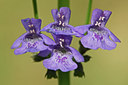BUITEN BEELD Foto: 46283