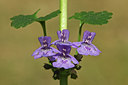 BUITEN BEELD Foto: 46284