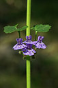 BUITEN BEELD Foto: 46285