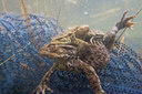BUITEN BEELD Foto: 46291