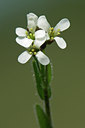 BUITEN BEELD Foto: 46394