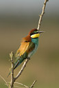 BUITEN BEELD Foto: 46461