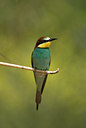 BUITEN BEELD Foto: 46462