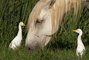 BUITEN BEELD Foto: 46480
