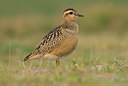 BUITEN BEELD Foto: 46481