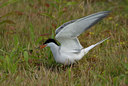 BUITEN BEELD Foto: 46486