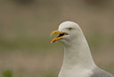 BUITEN BEELD Foto: 46491