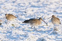 BUITEN BEELD Foto: 46529