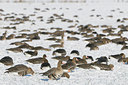 BUITEN BEELD Foto: 46535