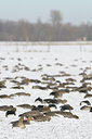 BUITEN BEELD Foto: 46536