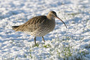 BUITEN BEELD Foto: 46538
