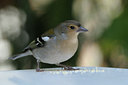 BUITEN BEELD Foto: 46578