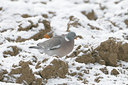 BUITEN BEELD Foto: 46593