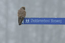 BUITEN BEELD Foto: 46594