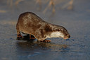 BUITEN BEELD Foto: 46604