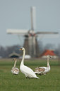 BUITEN BEELD Foto: 46629