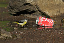 BUITEN BEELD Foto: 46641