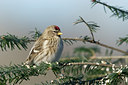 BUITEN BEELD Foto: 46657