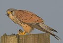 BUITEN BEELD Foto: 46685