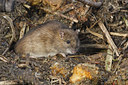BUITEN BEELD Foto: 46770