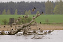 BUITEN BEELD Foto: 46794