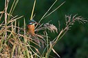 BUITEN BEELD Foto: 46820