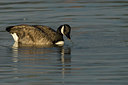 BUITEN BEELD Foto: 46955
