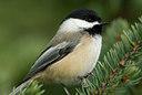 BUITEN BEELD Foto: 46957