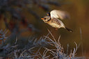 BUITEN BEELD Foto: 46965