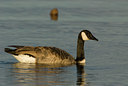 BUITEN BEELD Foto: 46989