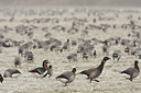 BUITEN BEELD Foto: 47035