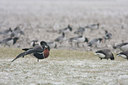 BUITEN BEELD Foto: 47046