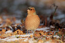 BUITEN BEELD Foto: 47090