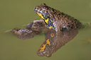 BUITEN BEELD Foto: 47101