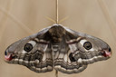 BUITEN BEELD Foto: 47183