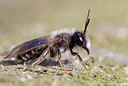 BUITEN BEELD Foto: 47188