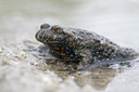 BUITEN BEELD Foto: 47199