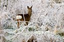 BUITEN BEELD Foto: 47279