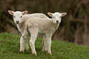 BUITEN BEELD Foto: 47292