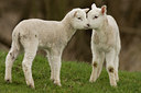 BUITEN BEELD Foto: 47293