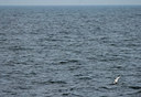 BUITEN BEELD Foto: 47327