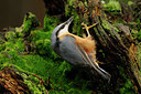 BUITEN BEELD Foto: 47334