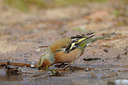 BUITEN BEELD Foto: 47342