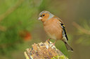 BUITEN BEELD Foto: 47351