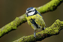 BUITEN BEELD Foto: 47370