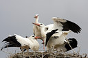 BUITEN BEELD Foto: 47628