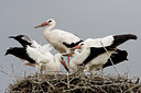 BUITEN BEELD Foto: 47629
